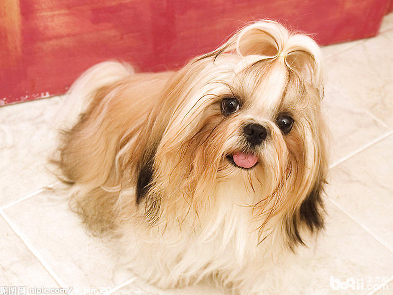 维生素过量对狗狗有何危害