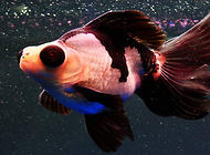 金鱼掉鳞是怎么回事