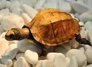 乌龟突然死了？乌龟暴毙原因分析