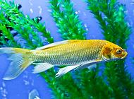 鱼鳍充血的原因都有哪些？