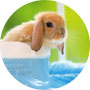 兔子用品