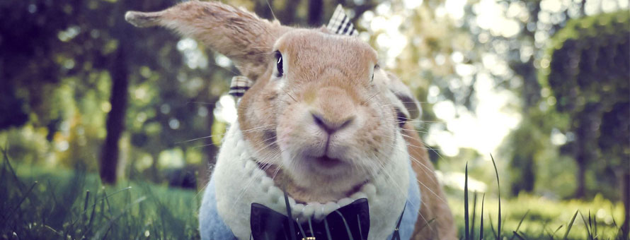 宠物兔训练方法大集合