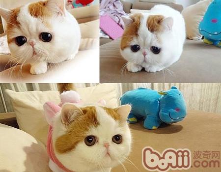 异国短毛猫（加菲猫）品种简介