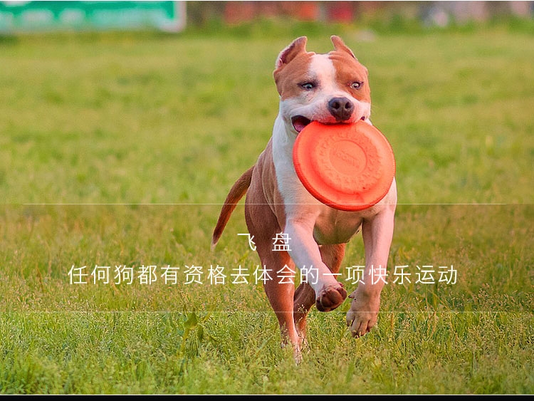 美国酷极Kyjen 爱乐风狗狗飞盘