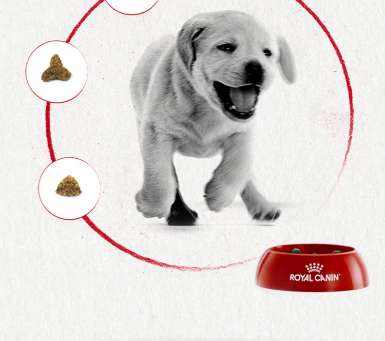 法国皇家Royal Canin A3优选全犬种幼犬粮 8kg