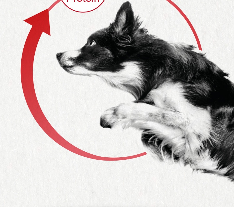 法国皇家Royal Canin CC优选全犬种成犬粮 8kg