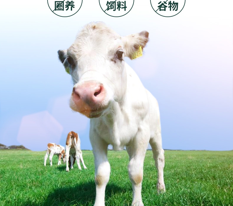 真致Zeal 风干小牛肋骨 500g 狗零食 新西兰进口