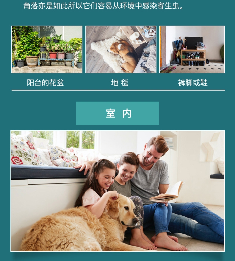 恩倍多 犬用体外驱虫 滴剂 适用15kg-30kg犬  2ml/1个月剂量