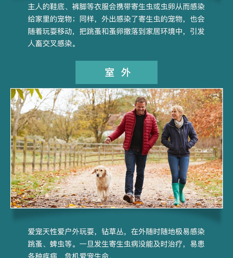 恩倍多 犬用体外驱虫 滴剂 适用15kg-30kg犬  2ml/1个月剂量