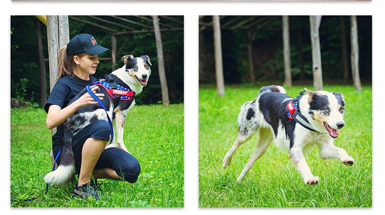 Julius K9 IDC系列 胸背防冲背带 纯色拉风款 欧洲进口